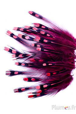 Jungle Hahn - 1-3 cm, Hals - bordeaux
